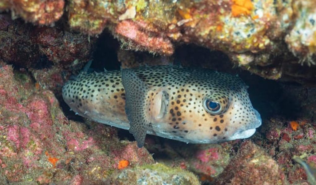 Creolo Tour Snorkeling 5