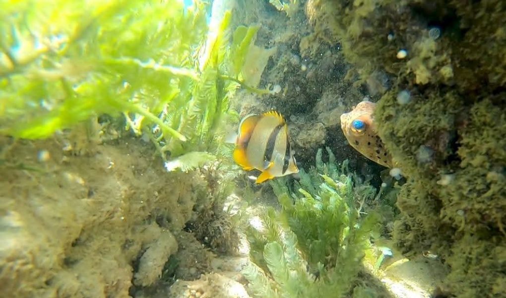 Creolo Tour Snorkeling 7