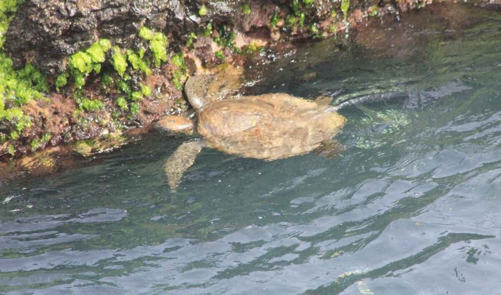 Schildkröten in der Turtle Bay.